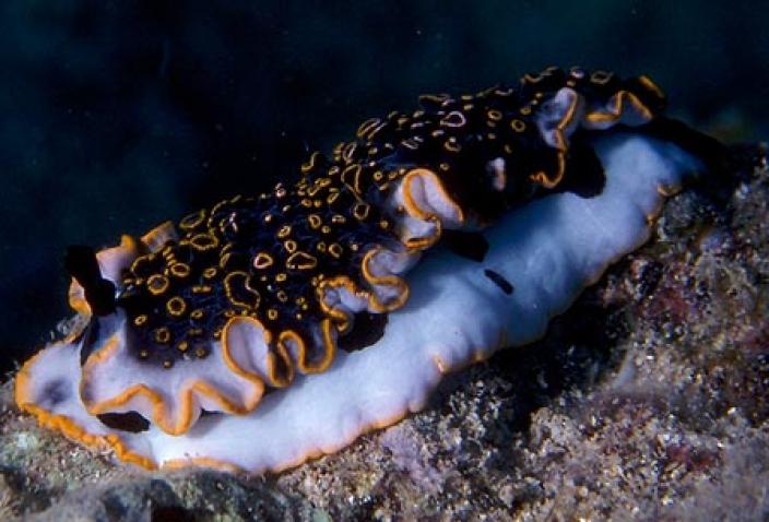 Image of Dermatobranchus ornatus. 